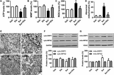 Elamipretide Attenuates Pyroptosis and Perioperative Neurocognitive Disorders in Aged Mice